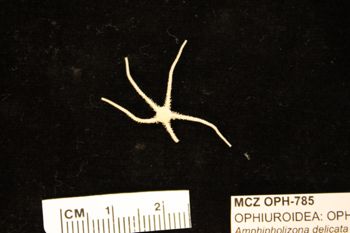 Media type: image;   Invertebrate Zoology OPH-785